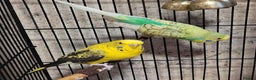 Budgerigars birds for sale: Bonded Pair of Budgies - Advert 2