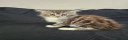 Maine Coon cats for sale: Beautiful TICA Purebred Maine Coon Kittens - Advert 5