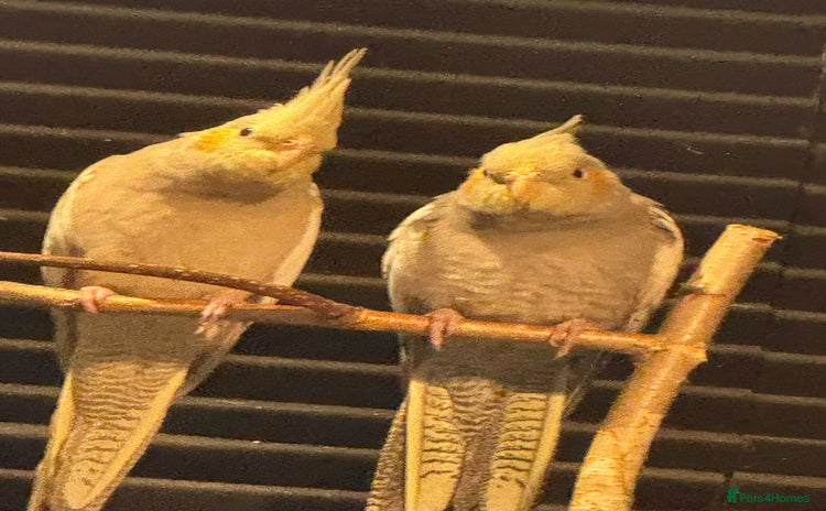 Cockatiels birds - Advert 1