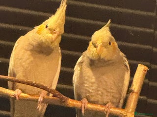 Cockatiels birds - Advert 10