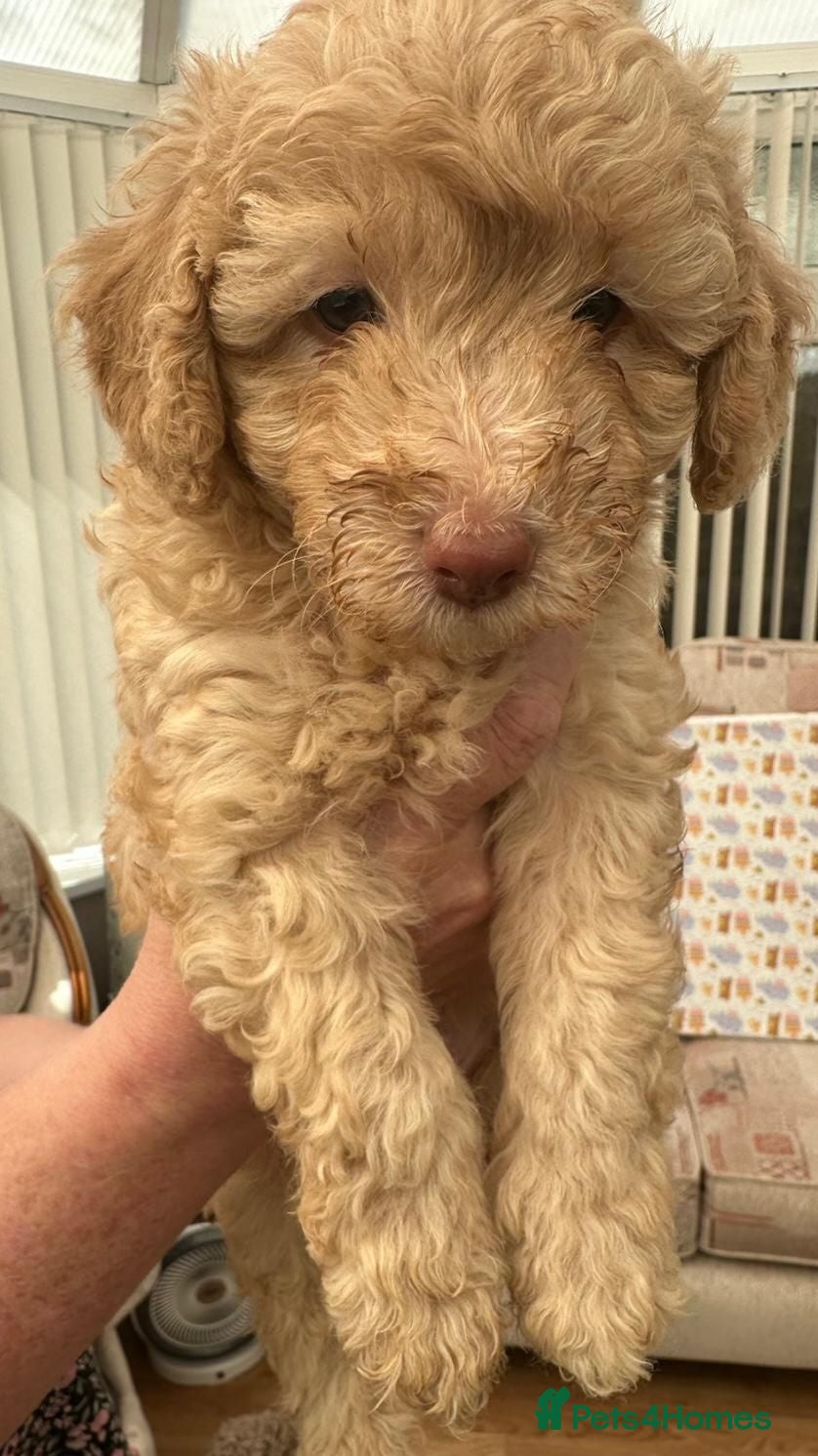 Poochon dogs Poochon Puppies (both parents health tested) - Advert 1
