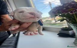 Olde English Bulldogge dogs for sale: Old English bulldog puppies - Image 14