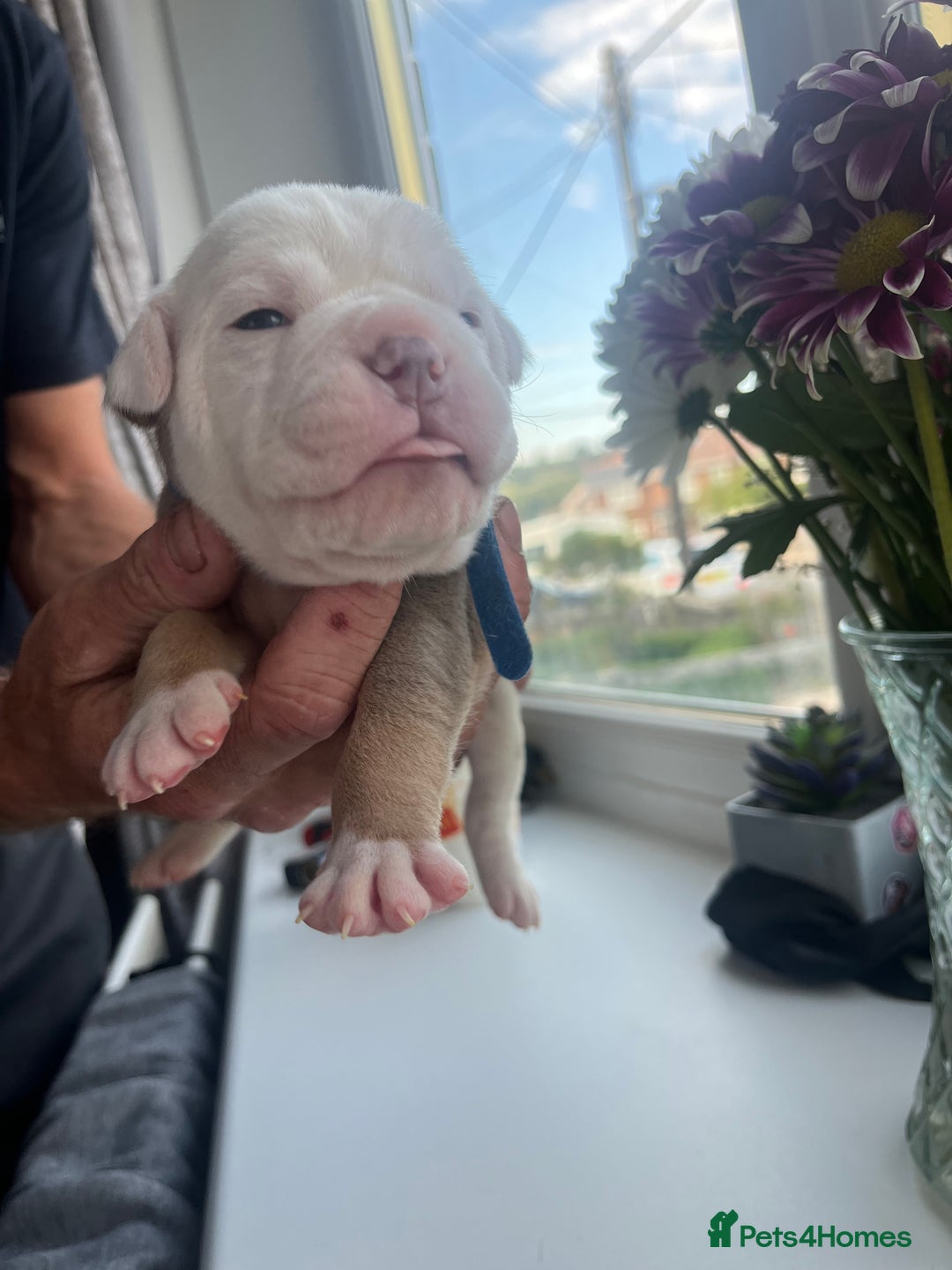 Olde English Bulldogge dogs for sale: Old English bulldog puppies - Image 14