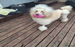 Standard Poodle dogs for sale: Standard poodle pups dark apricot or cream - Image 5