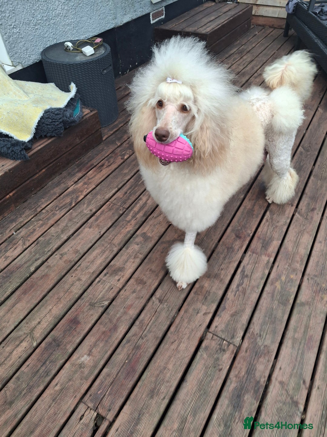 Standard Poodle dogs for sale: Standard poodle pups dark apricot or cream - Image 5