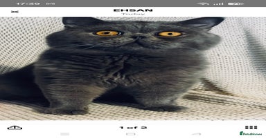 British Shorthair cats Borris - Advert 3