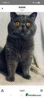 British Shorthair cats Borris - Advert 3