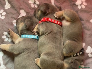 French Bulldog dogs - Advert 25