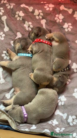 French Bulldog dogs - Advert 5
