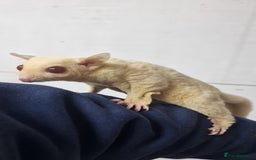 Sugar Glider rodents for sale: 2 leu ruby very rare colour couple  - Image 2