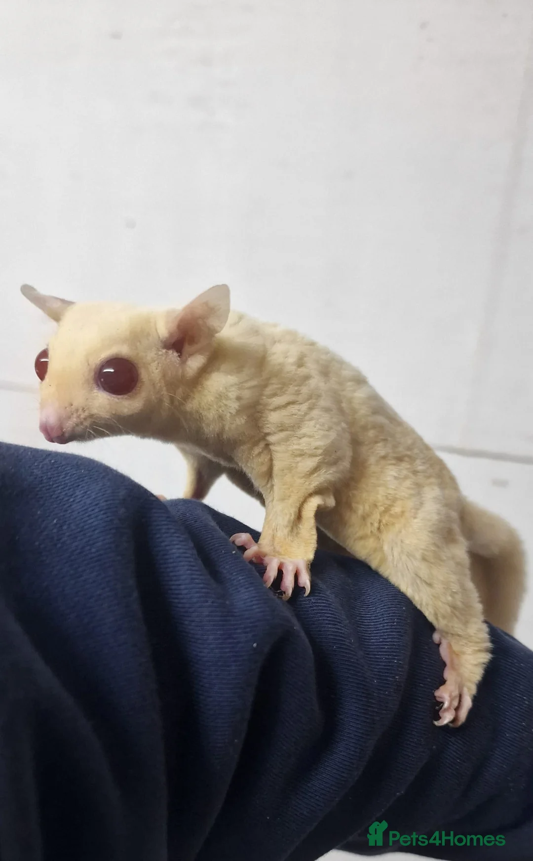 Sugar Glider rodents for sale: Rare Ruby Leu Sugar Glider Pair  – Unrelated - Advert 2