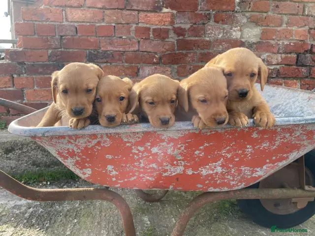 Labrador Retriever dogs *Ready in 8 days* KC reg fox red Labrador puppies - Advert 13