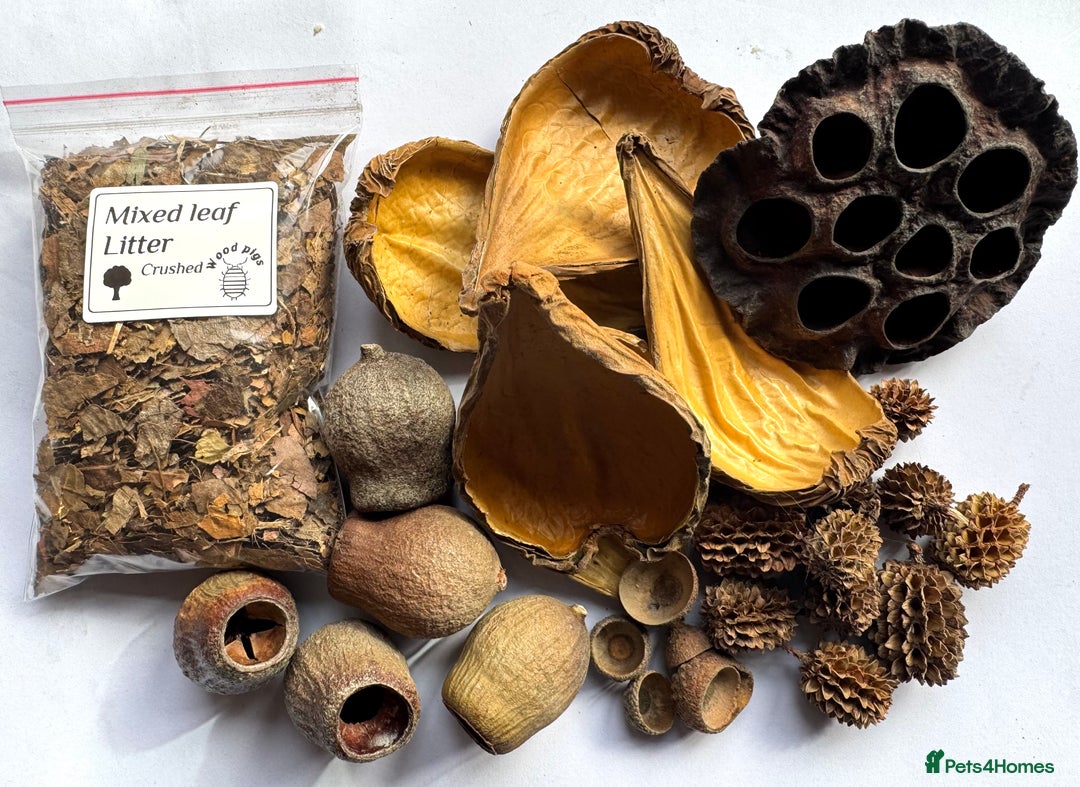 Mixed Breed invertebrates for sale: Isopods and dry goods available!  - Image 4