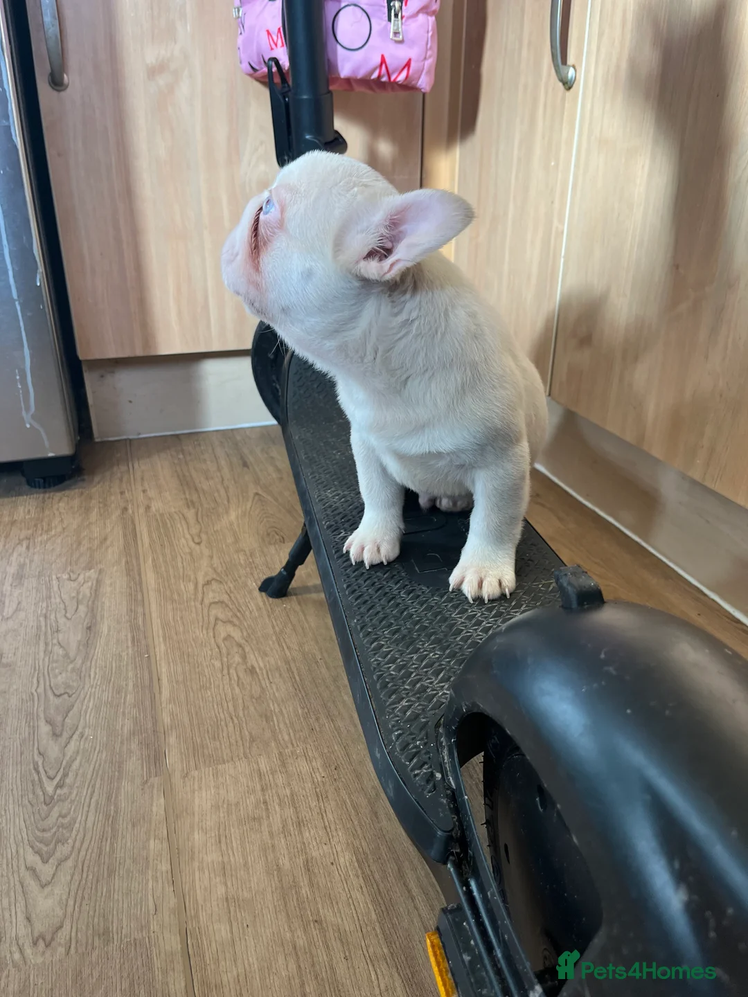 French Bulldog dogs for sale: French bulldog full pink, blue tan pink carrier  - Advert 20