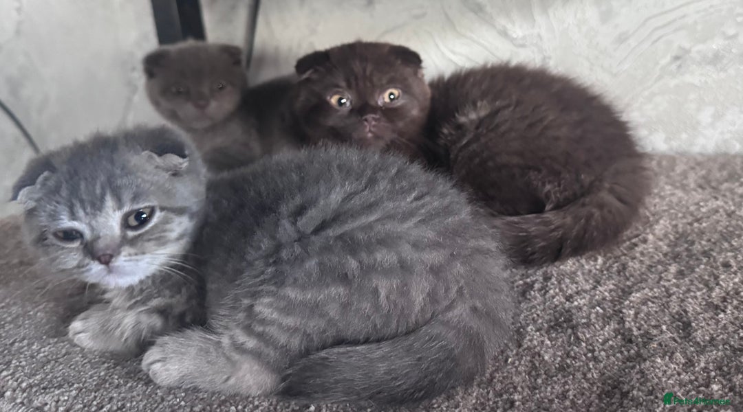 Scottish Fold cats for sale: Scotish kitten  - Image 20