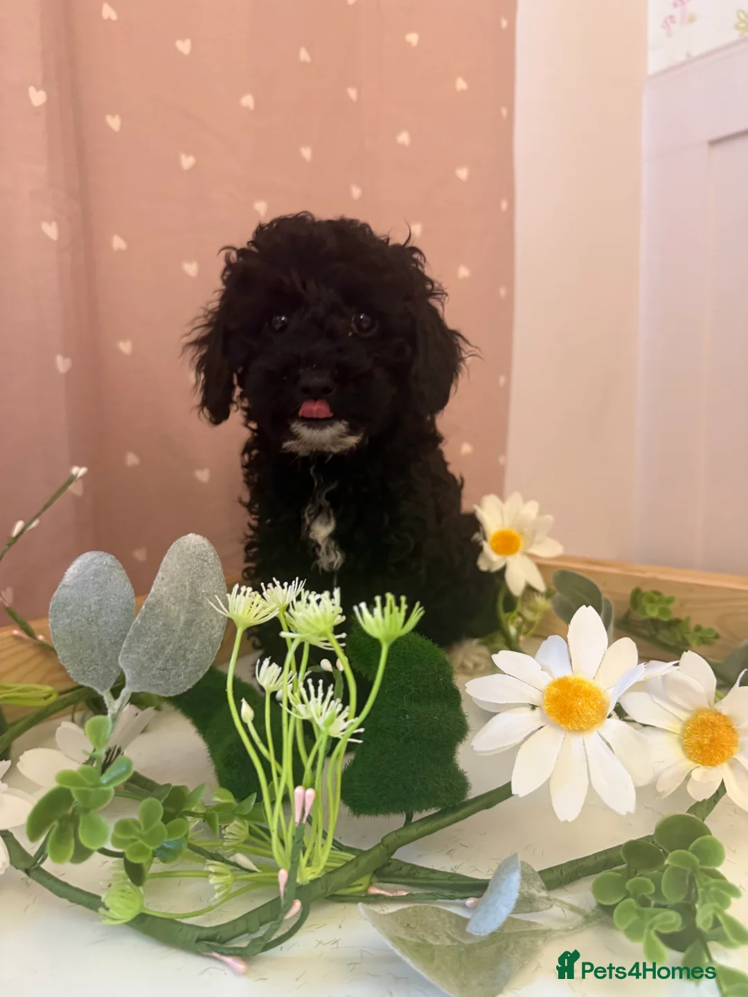 Labradoodle dogs for sale: Health tested labradoodles 🥰 - Advert 4