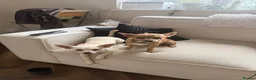 Chihuahua dogs for sale: 6 month old chihuahua puppy’s  - Advert 6