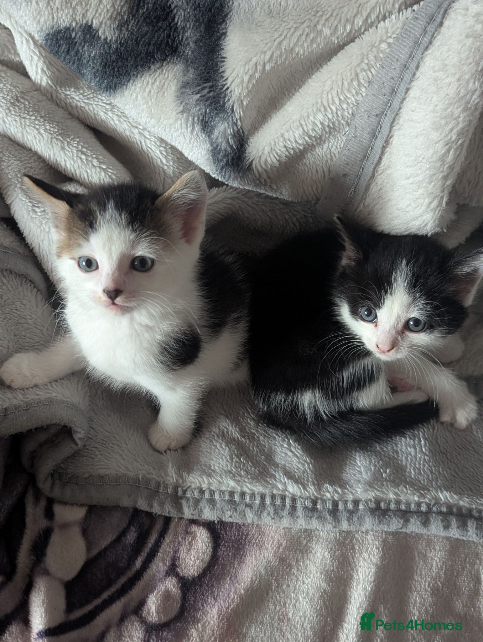 Mixed Breed cats Gorgeous kitten very playful - Advert 3