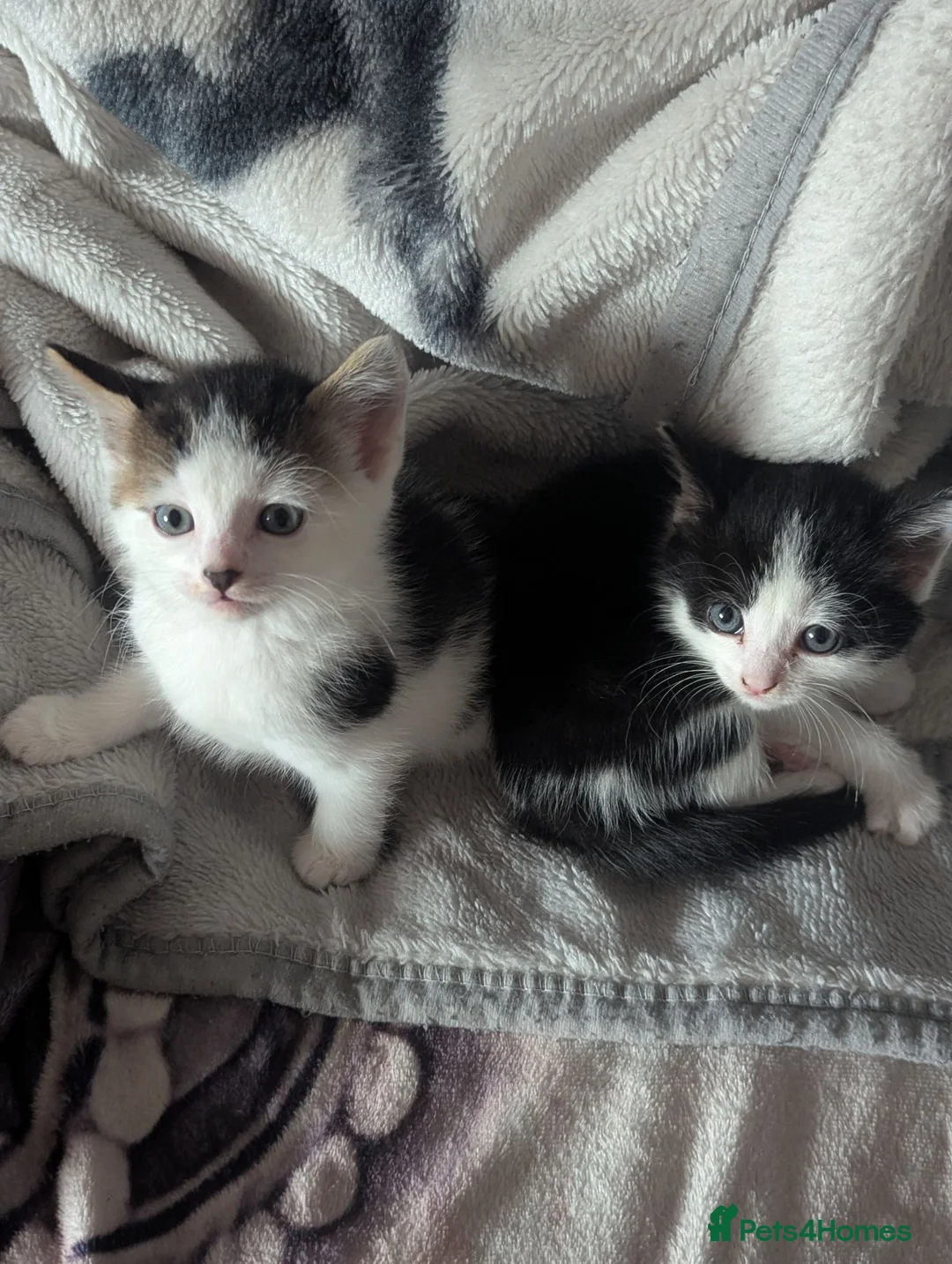 Mixed Breed cats for sale: Gorgeous kitten very playful in Darlington - Advert 1