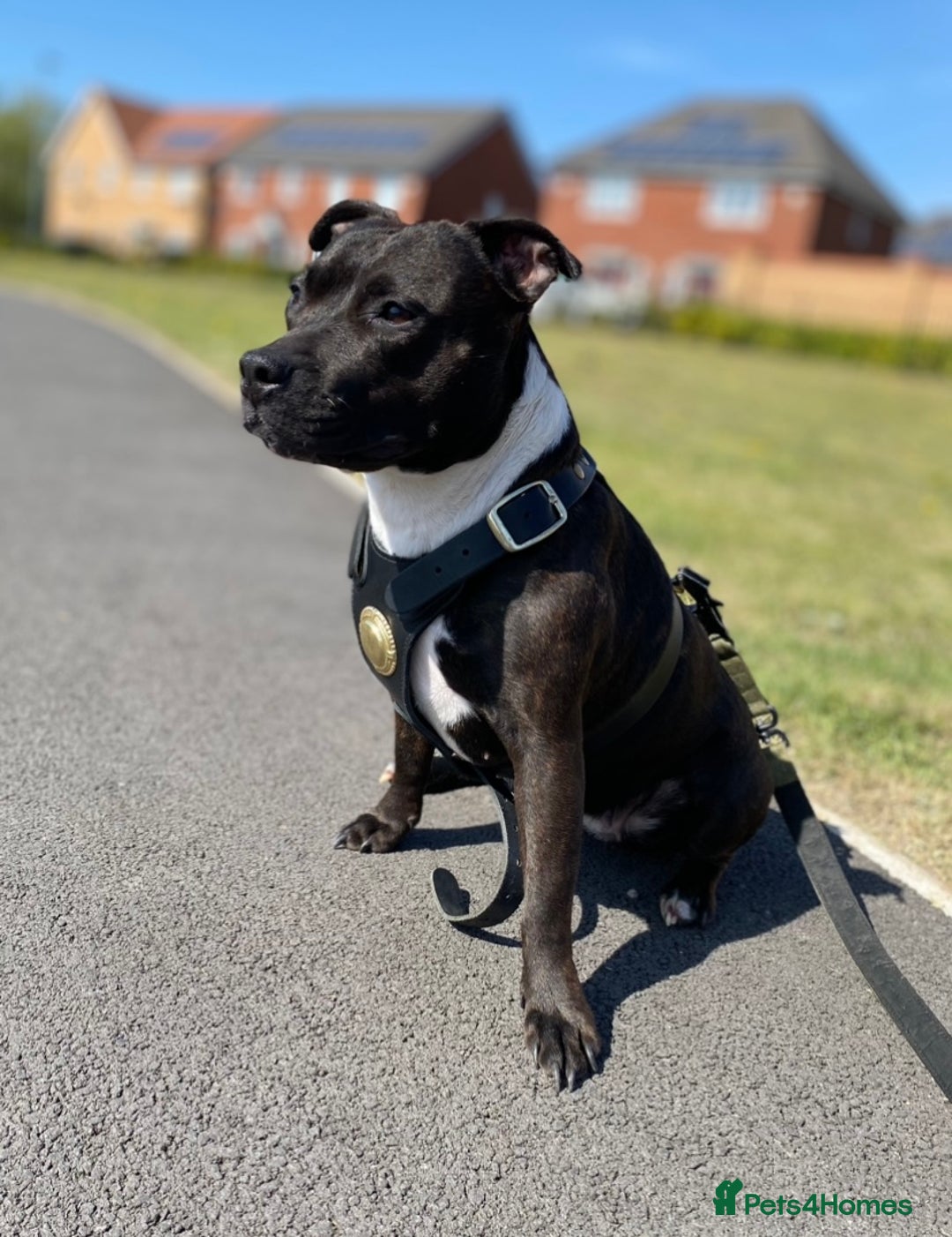 Staffordshire Bull Terrier dogs for stud: Quality STUD carries blue, red and tri gene  - Advert 13