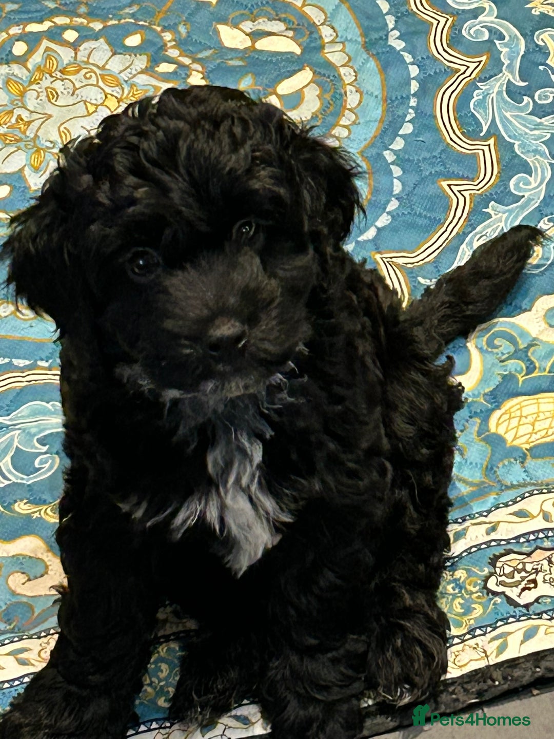 Cockapoo dogs for sale: F2 Cockapoo Puppies - Image 14