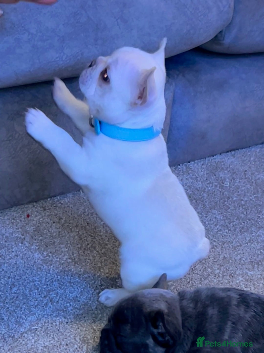 French Bulldog dogs for sale: French fries due to leave 3rd January  - Advert 13