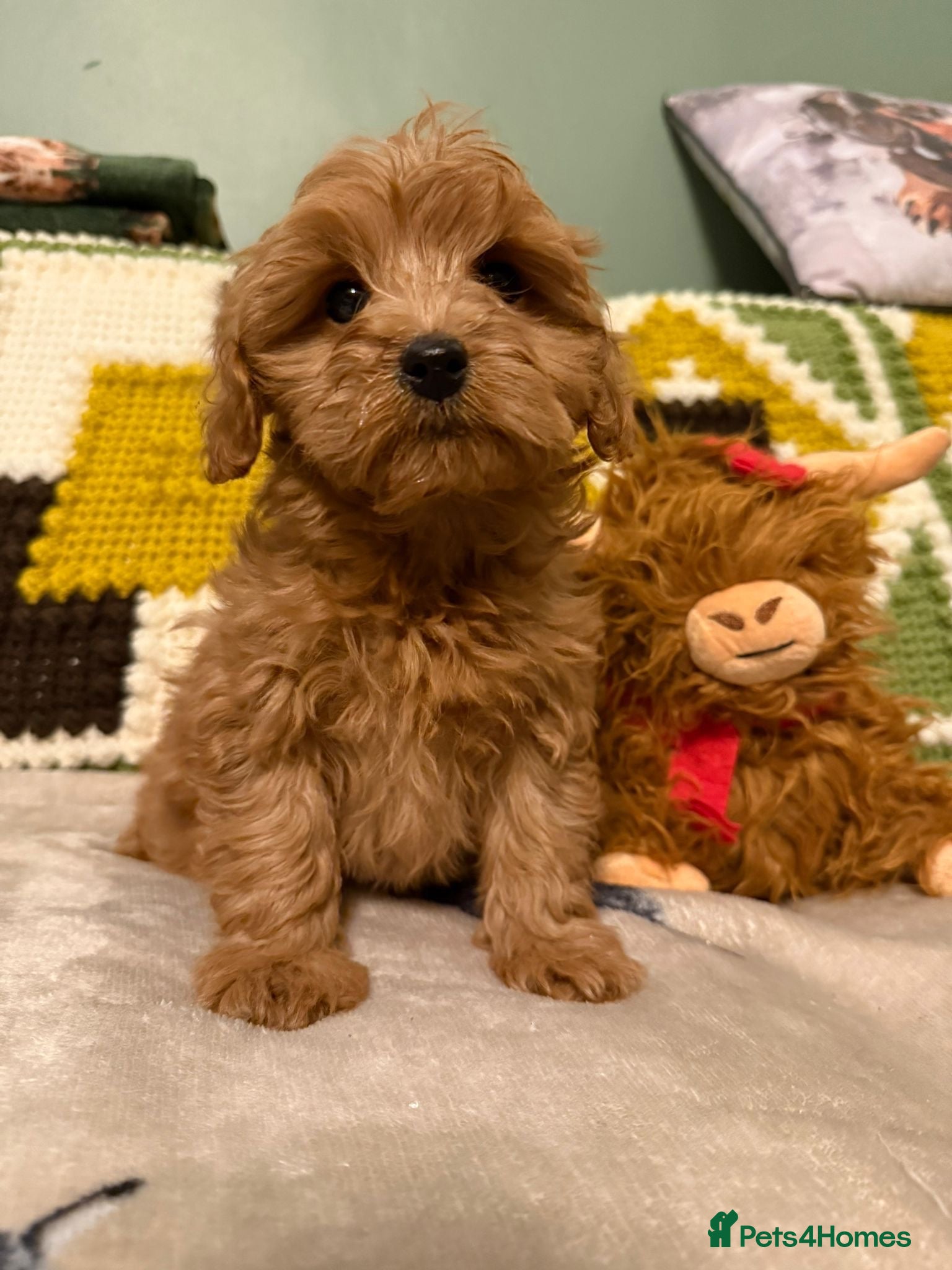 Cavapoo dogs Stunning Tiny Toy Cavapoos  - Advert 6