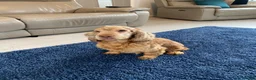 Cocker Spaniel dogs for sale: Show type cocker spaniel spayed.  - Advert 3