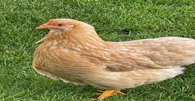 Chickens poultry - Advert 9