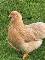 Chickens poultry - Advert 4