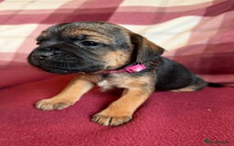 Border Terrier dogs for sale: Beautiful Border Terrier Puppies😍 - Advert 17