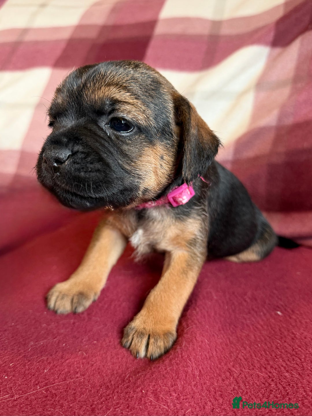 Border Terrier dogs for sale: Beautiful Border Terrier Puppies😍 - Advert 17