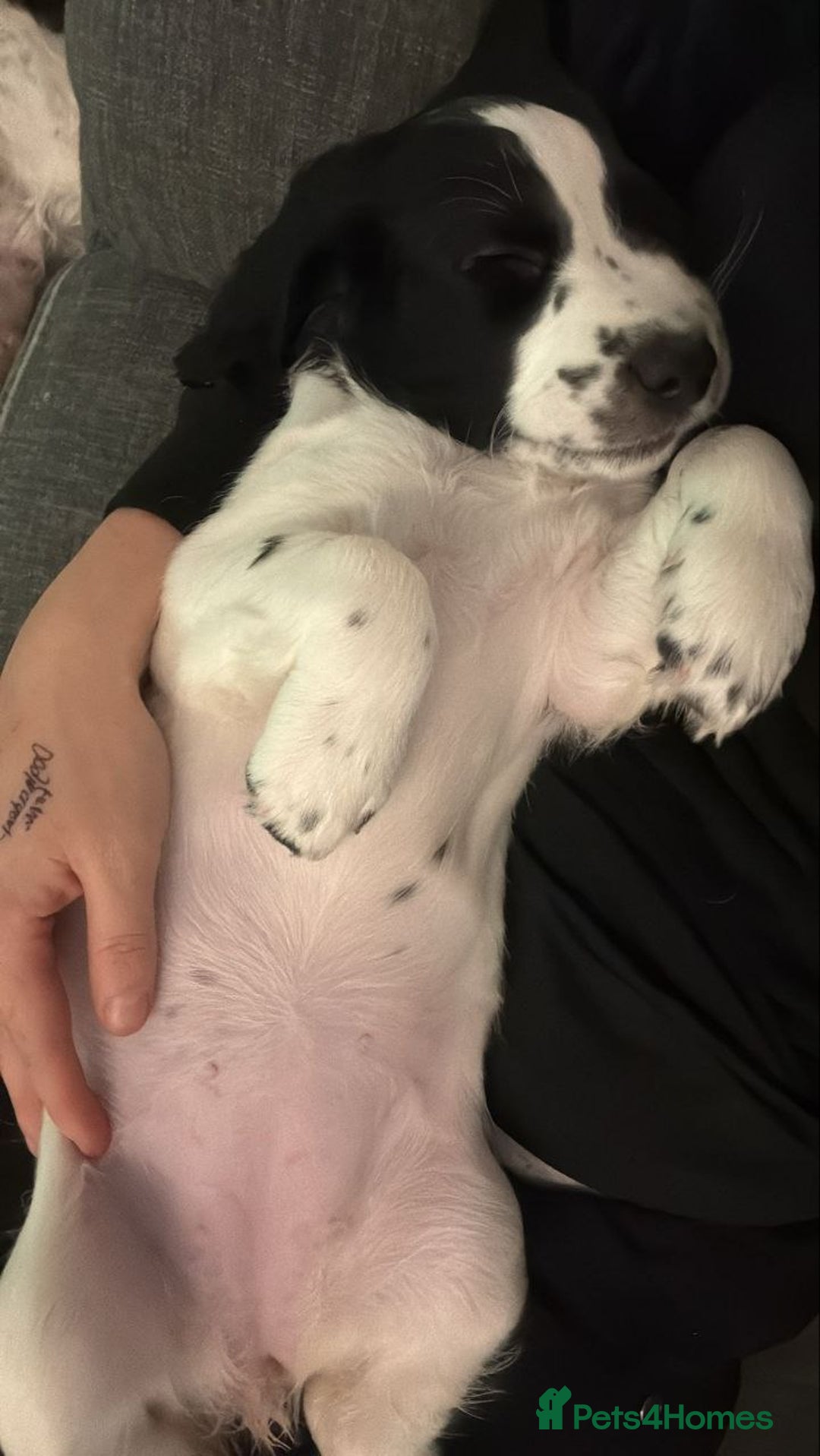 Sprocker dogs for sale: Lovely Sprocker Puppies - Advert 10