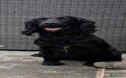 Cocker Spaniel dogs for sale: Cocker Spaniel Puppies For Sale - Image 7