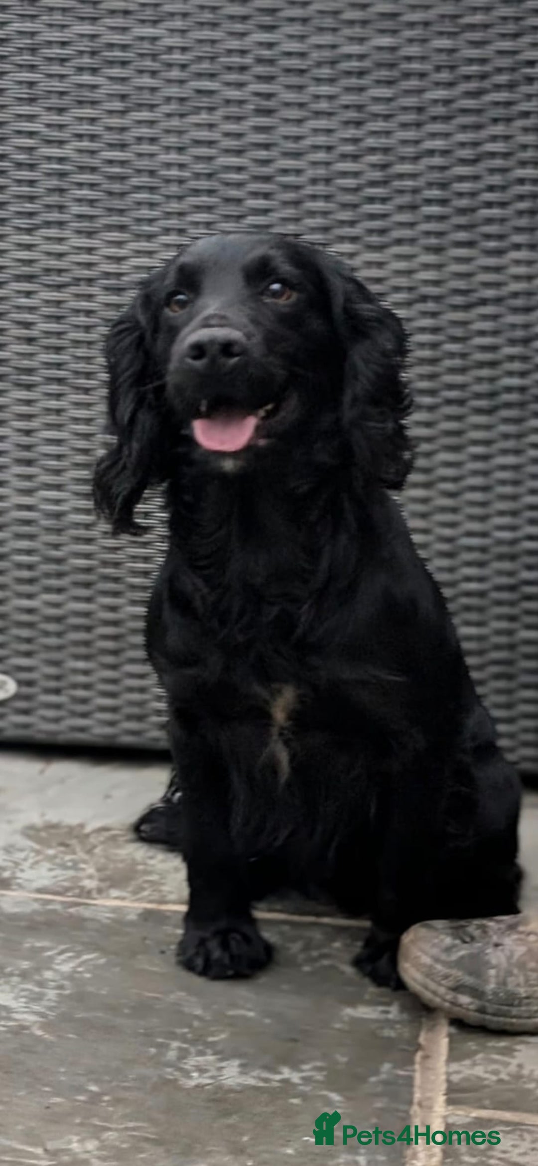 Cocker Spaniel dogs for sale: Cocker Spaniel Puppies For Sale - Image 7