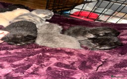 British Shorthair cats for sale: British shorthair x Ragdoll kittens. Mixed prices - Image 5