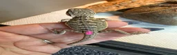 Bearded Dragon reptiles for sale: Baby bearded dragons - Advert 8