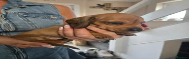 Miniature Dachshund 3