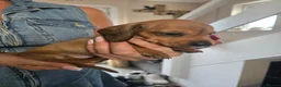Miniature Dachshund dogs for sale: Miniature Dachshunds - Advert 3