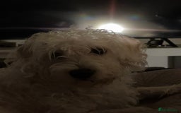 Cockapoo dogs for sale: Poodle mixed dog - Image 6