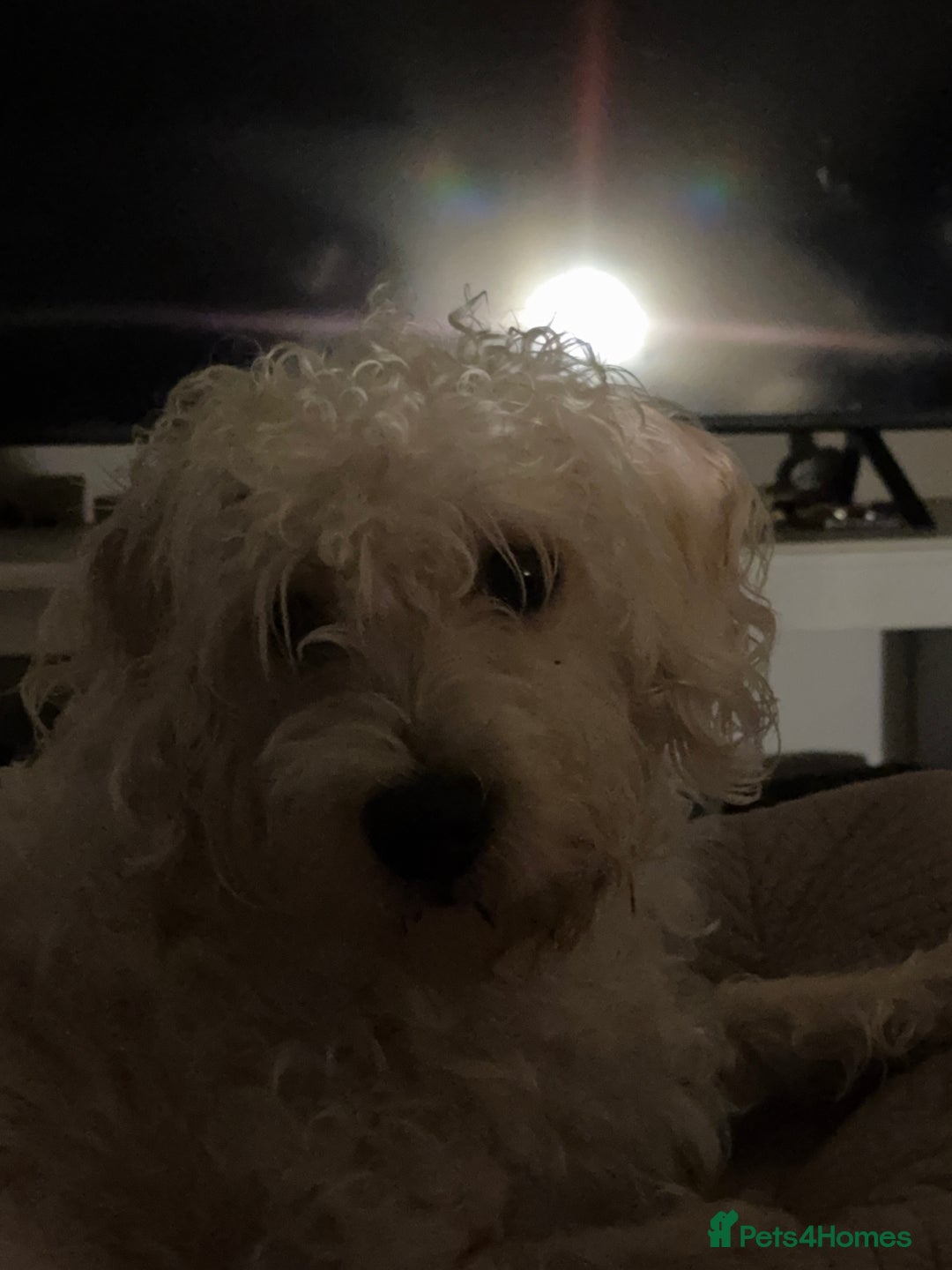 Cockapoo dogs for sale: Poodle mixed dog - Image 6