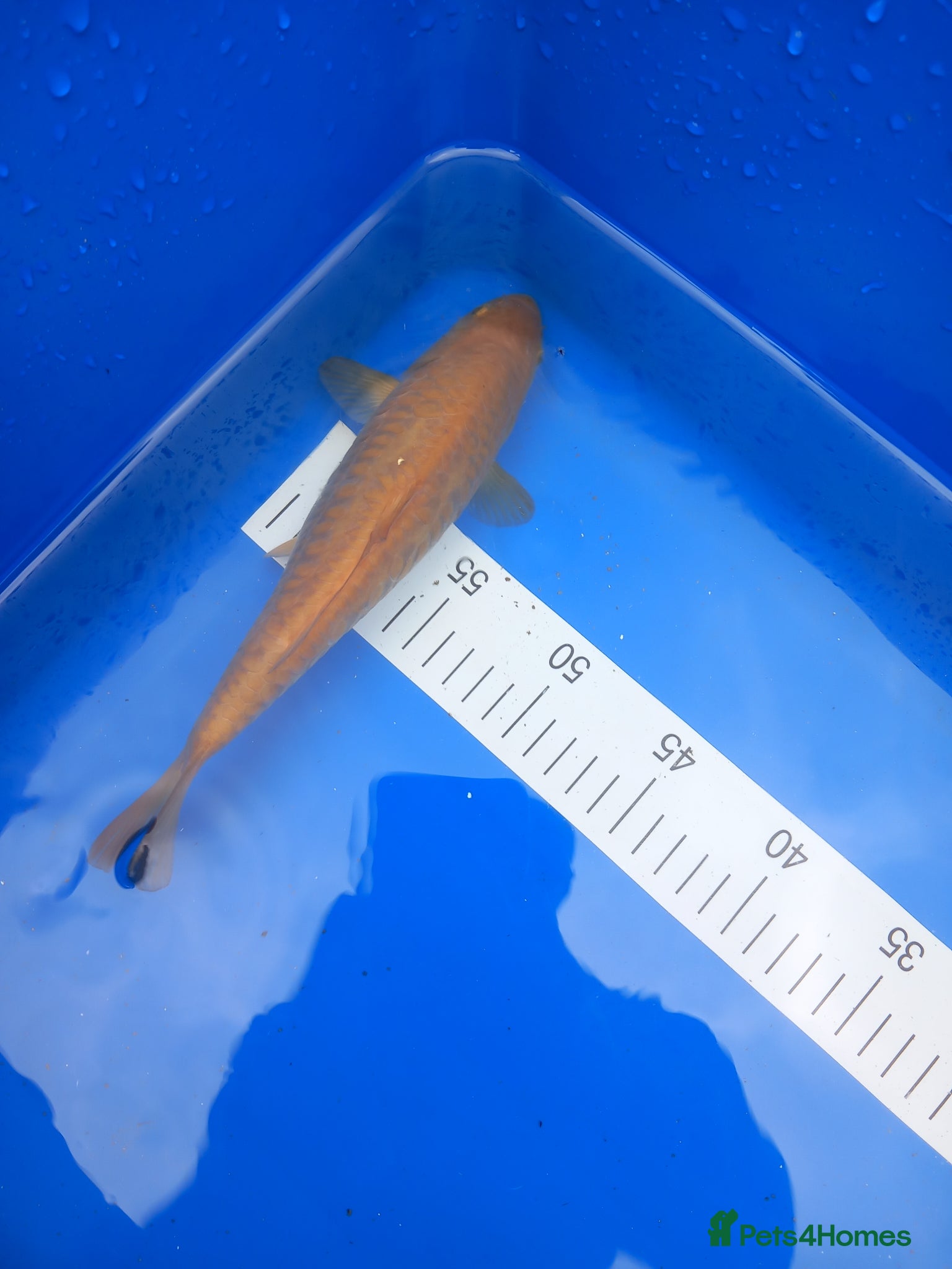 Koi Carp fish Aragoke Chagoi - Advert 11