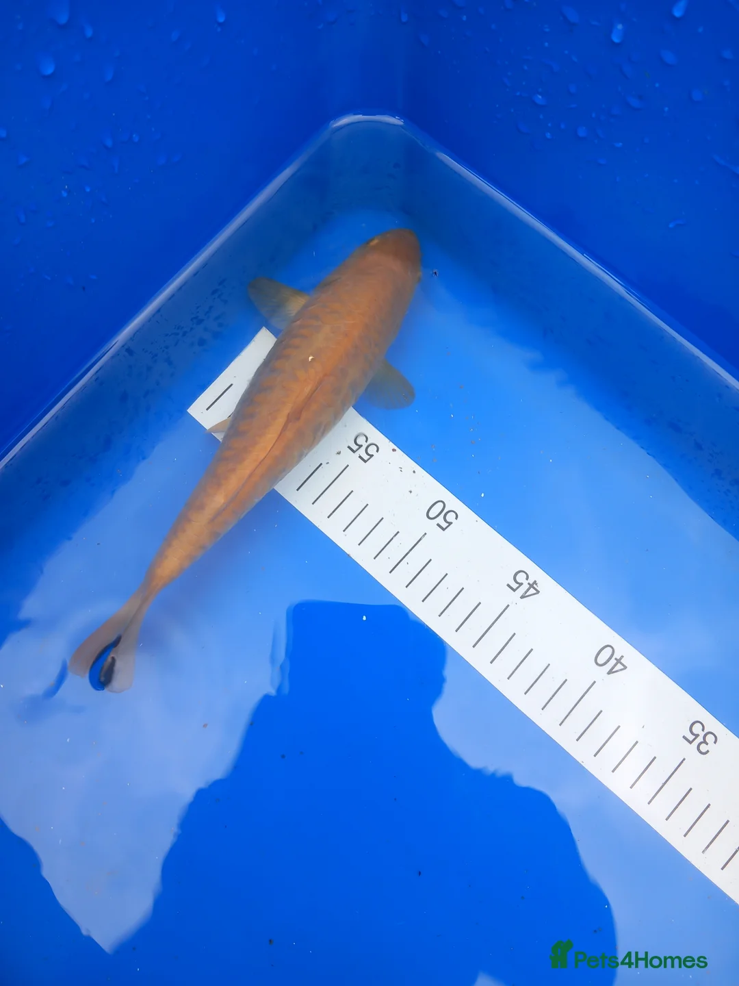 Koi Carp fish for sale: Aragoke Chagoi in Sherborne - Advert 1