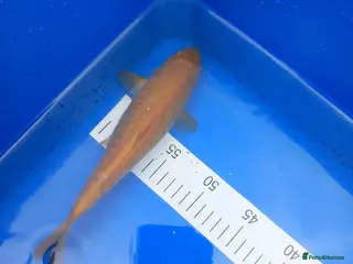 Koi Carp fish Aragoke Chagoi - Advert 1