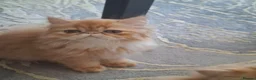 Persian cats for sale: GCCF Registered kittens for sale - Advert 2