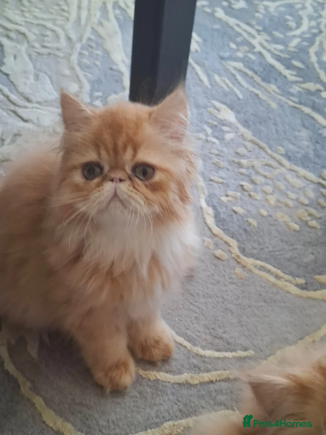 Persian cats for sale: GCCF Registered kittens for sale - Advert 2