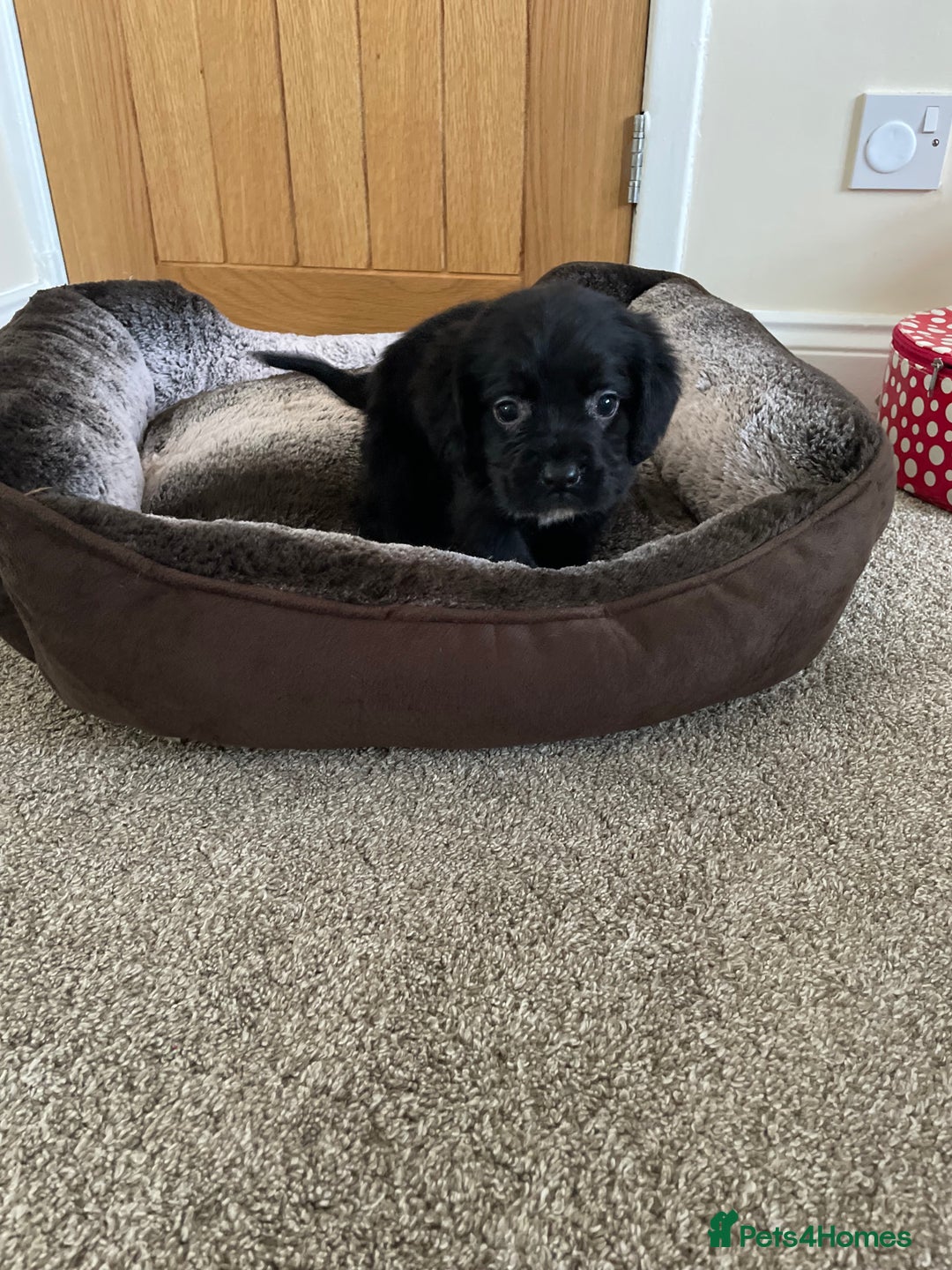 Cocker Spaniel dogs for sale: Cocker spaniel puppies  - Image 18