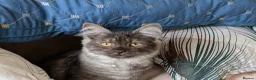 Maine Coon cats for sale: Beautiful Black Smoke Ragdoll Maine Coon Kittens  - Advert 12