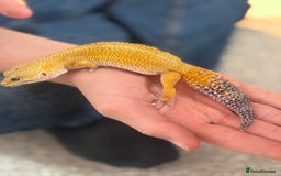Leopard Gecko reptiles for sale: Female Leopard Geckos x 2 - Image 5