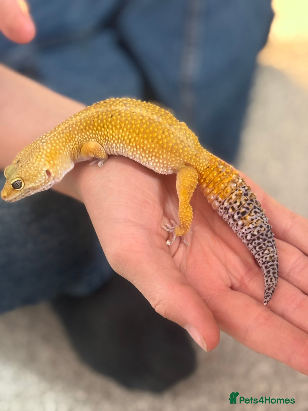 Leopard Gecko reptiles for sale: Female Leopard Geckos x 2 - Image 5